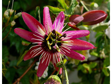 ���������� �������� ��������.