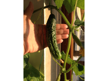 �� �������