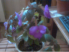 �������� Pulcherima