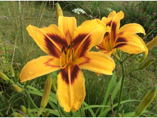 ������� (Bonanza)