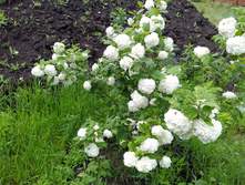 IMG 20170623 133405.jpg