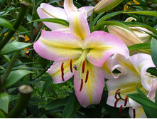 ����� ��=����� ���. ����.jpg