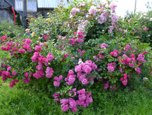 DSC 06291.JPG