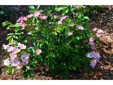 ���������. ������� ����� 2017�