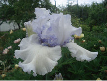 DSC00343.JPG