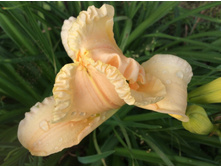 ������� �����