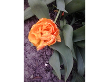 2017-05-16 17.50.32.jpg