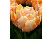 �������� �������� ������ ��-��� ����-���� 132,3 ���. ��. (� �������� 7 ��.). ������ �� 40 ��. ������� ������ �� 12 ��..jpg