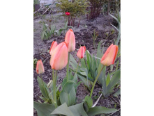 2017-05-07 19.12.53.jpg