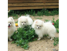 ��� �� �������� 020.JPG