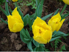 �������� ����������� ���-��� ��-�� ���. ����.jpg