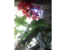 2016-05-26 16.40.11.jpg