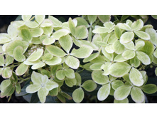 ��������� ����������� ������ ���� Rencolor