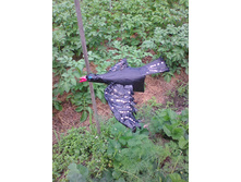 ������ ������