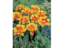 �������� �������� ������ ���-����� ���. ����..jpg