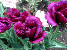 �������� ����������� ���-���� ���. ����2.jpg