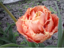 2016-05-16 16.22.22.jpg