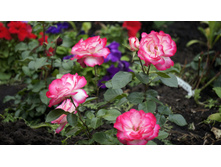 Jubile du Prince de Monaco