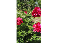 IMG 20170618 154444.jpg