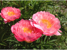 ���� ����� �������