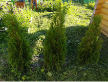 IMG 20170718 172219.jpg