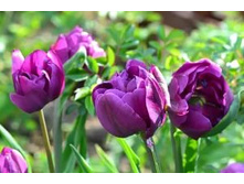 ������� ����� ������ ���-�� ��-�� 104,3 ���. ��. (� �������� 7 ��.). ������ �� 50 ��. ������� ������ �� 12 ��..jpg