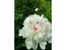 IMG 20170626 162854 HDR.jpg