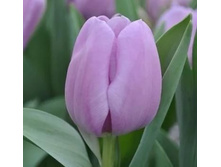 ������� ����� ������ ��-��� 104,3 ���. ��. (� �������� 7 ��.). ������ �� 60 ��. ������� ������ �� 10 ��..jpg