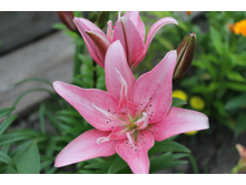 ����� �����.JPG