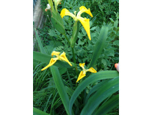 ���� ����������.jpg