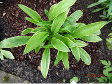 ����� ������������ ��������� (Hosta Rectifolia chionea)