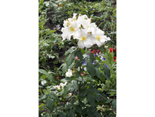 Sally Holmes (�����)