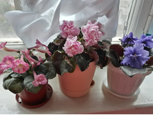 � ���������- �� ������� �������