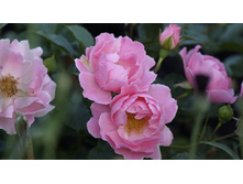 �������������� Sommerwind