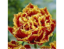 �������� �������� ������ ��-�� ��-�� 195,3 ���. ��. (� �������� 7 ��.). ������ �� 50 ��. ������� ������ �� 12 ��..jpg