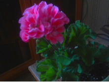 ���������� PAC Spanish Wine Rose(���������)