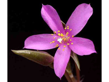 ������������ ��������� ('������ ������')  Anacampseros rufescens  cv 'Sunrise'