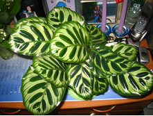 ������� ������ - 600- 700  ���.  ����  3 ����� !!!!