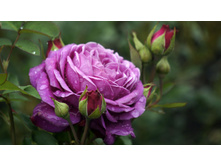 ����� ����