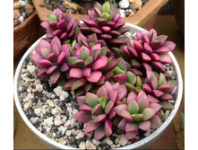 ������������ ��������� ('������ ������')  Anacampseros rufescens  cv 'Sunrise' - 300- 350 ���