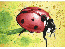 ������ ������� 19�27 Ag 3426.jpg