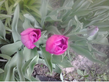 2016-05-04 18.08.42.jpg