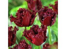 �������� ����������� ���-����� ���. ����.jpg