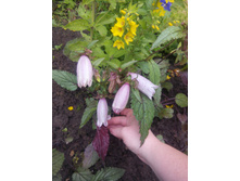 ����������� �����������