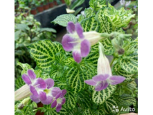 ��������� �������� - ������ �������� ��������.....