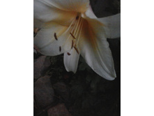 2016-07-27 20.33.36.jpg