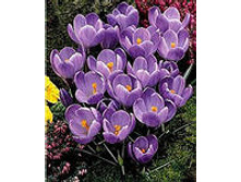 ��-��-�� ��-������-���� ��-���-����� 79 ���. ��. (� �������� 10 ��.). ������ 10-15 ��. ������� ������ 3 ��..jpg