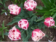 �������� �������� ������� ���-��� ���. ����2.jpg