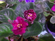 ��-��������