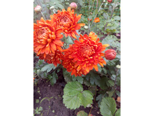 IMG 20170707 175524.jpg